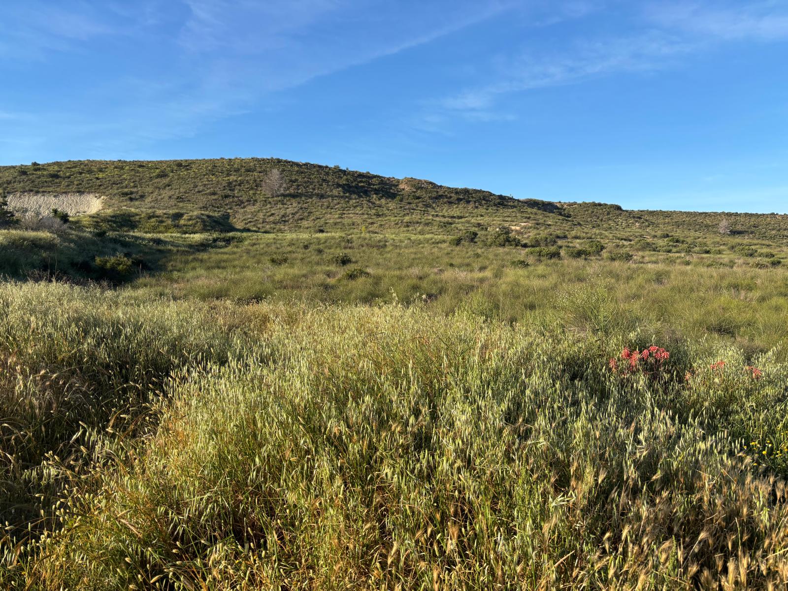 Camposol view