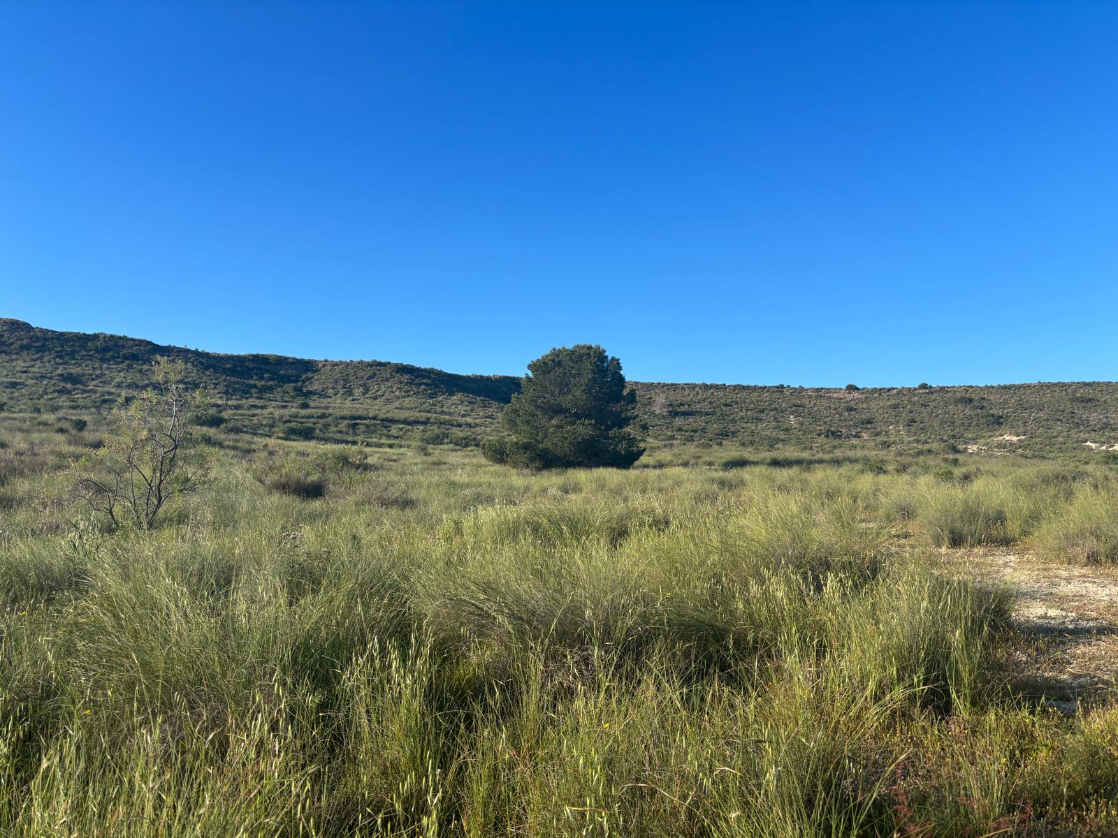 Camposol view
