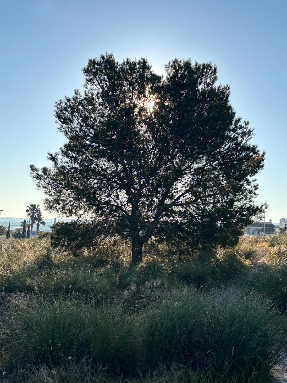 Camposol view