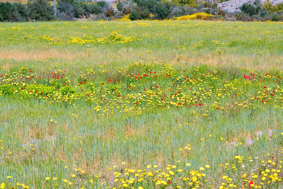 Flowers in Camposol 3