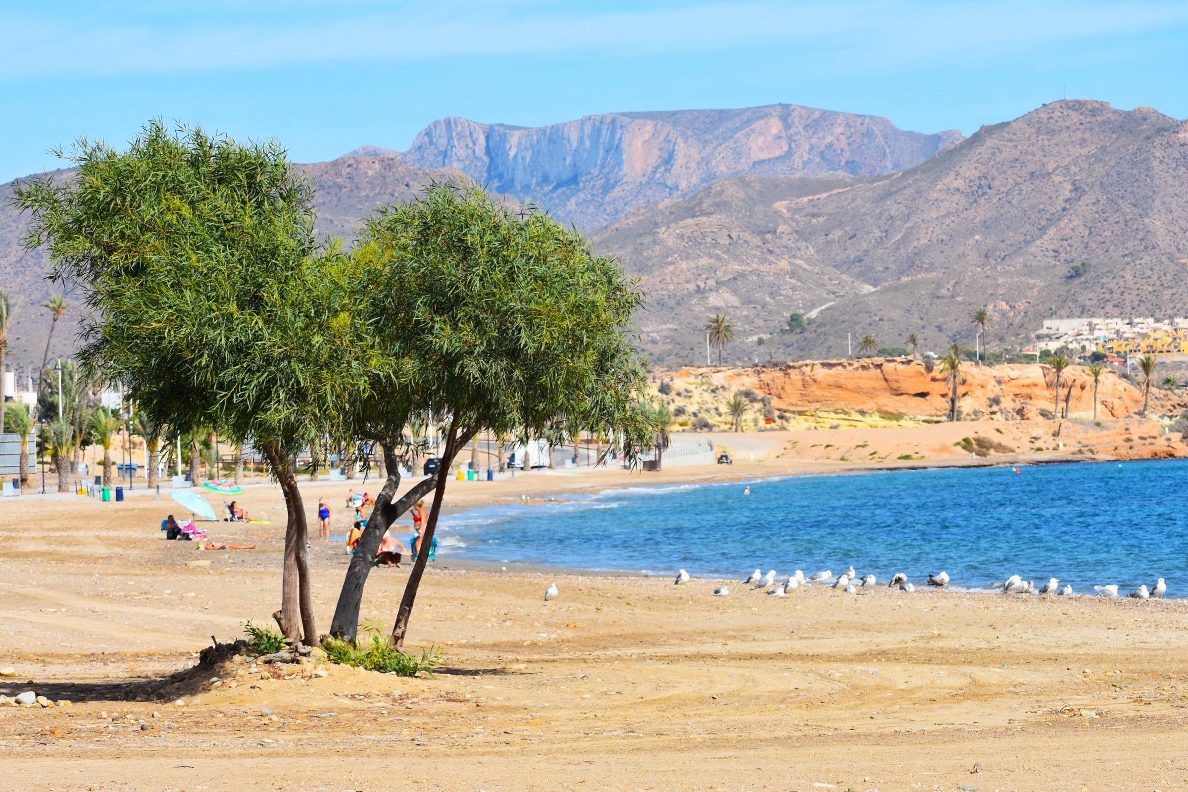 A lone tree on the sands at Playa del Alamillo, Puerto de Mazarrón