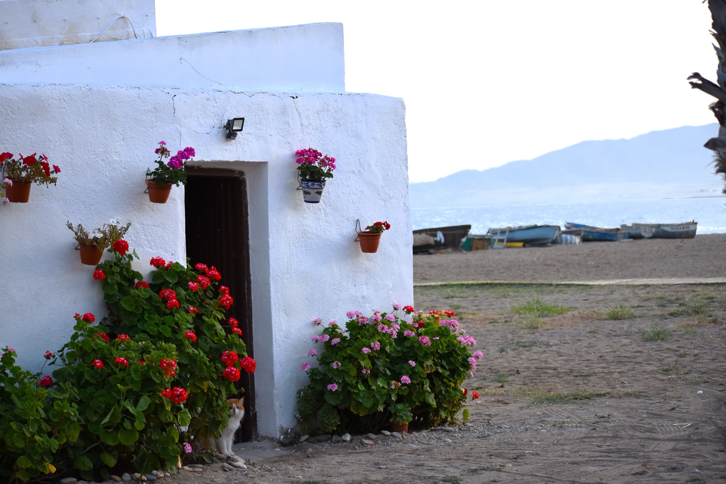 A whitewashed cottage with geraniums by the beach at Bolnuevo