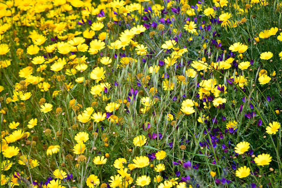 Flowers in Camposol