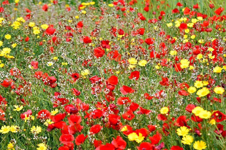 Flowers in Camposol 2