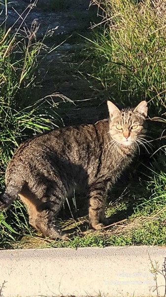 Camposol Kitty Kitty
