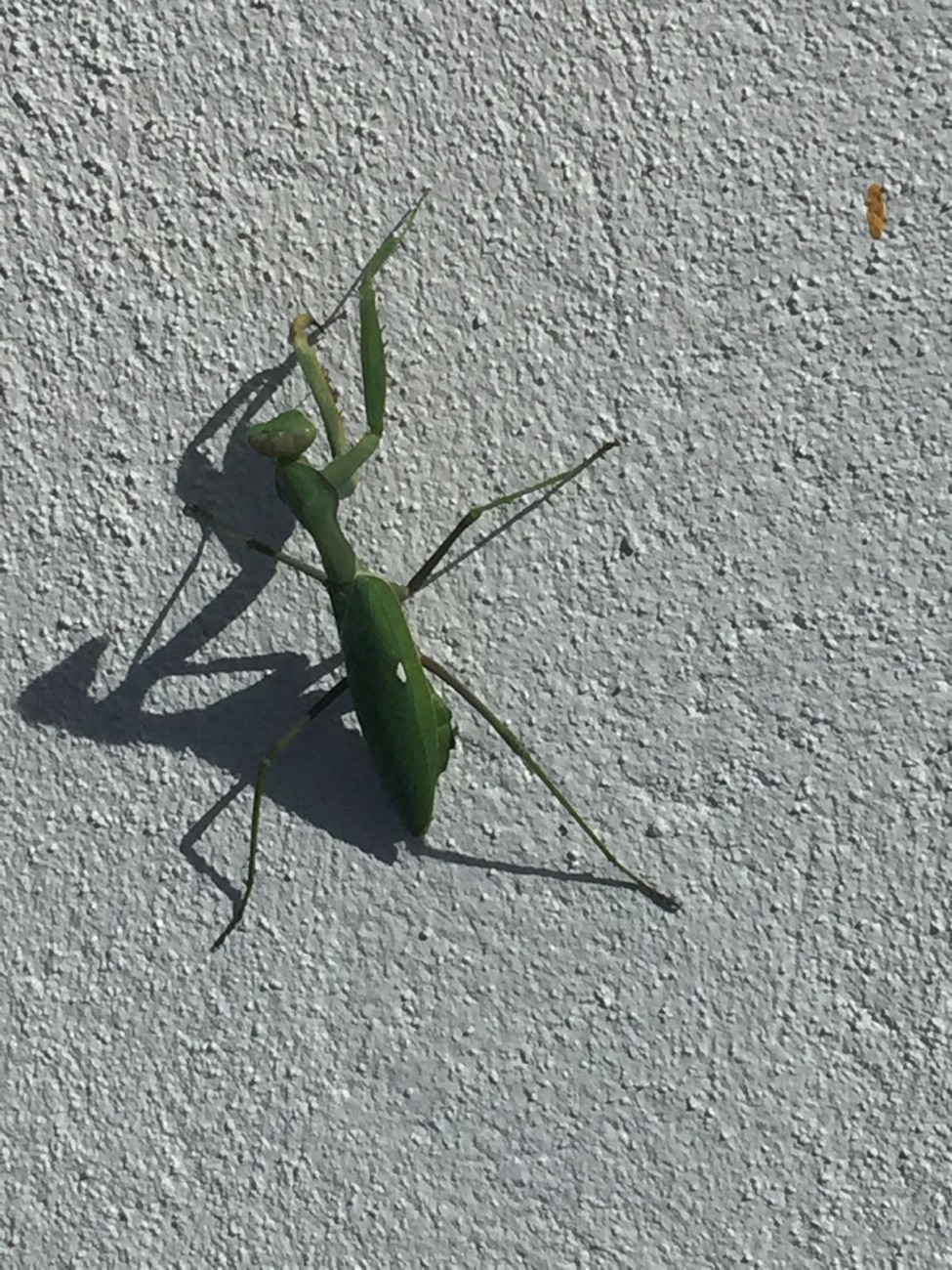Local Wildlife