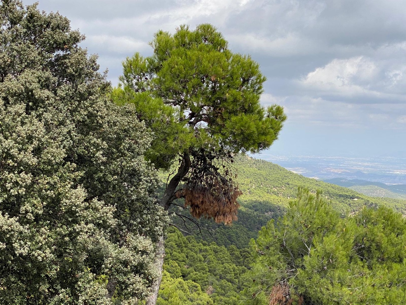 Sierra Espuna