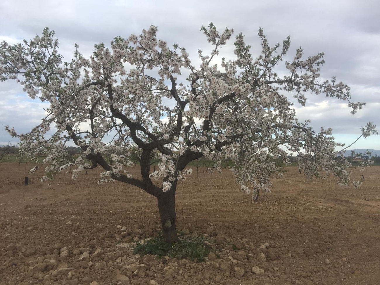 Spring Flowers