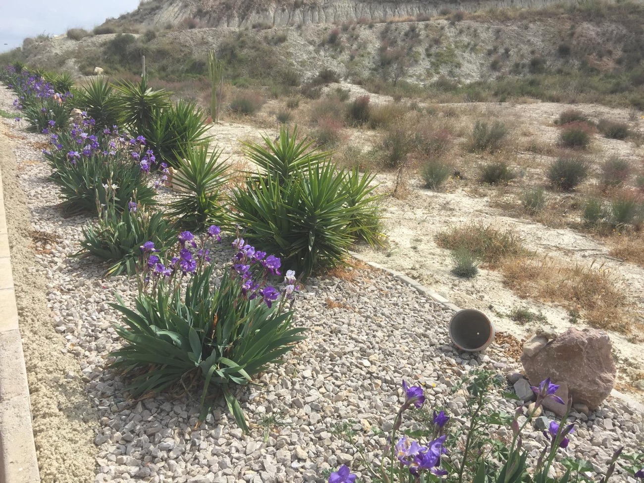 Spring Flowers