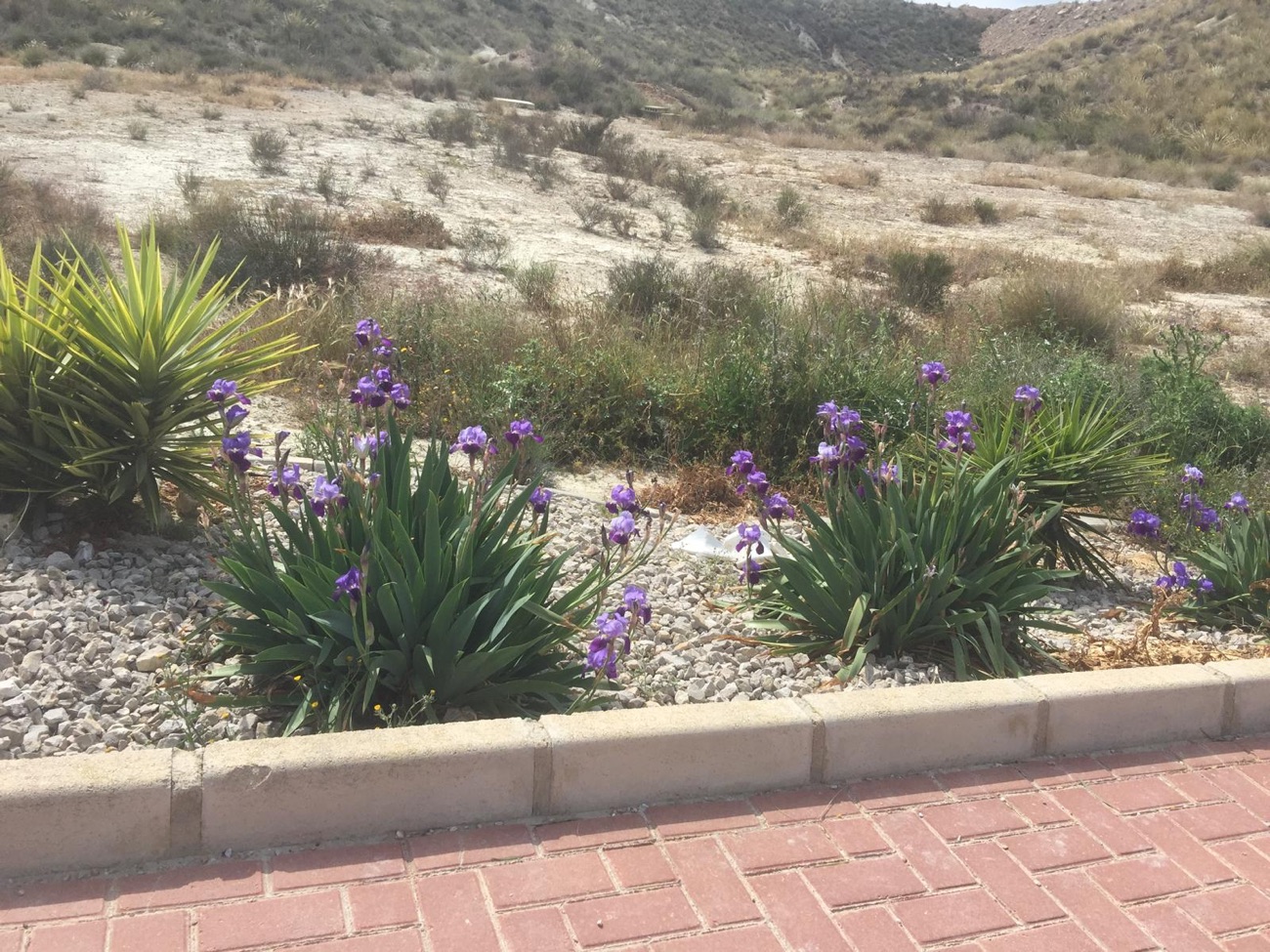 Spring Flowers