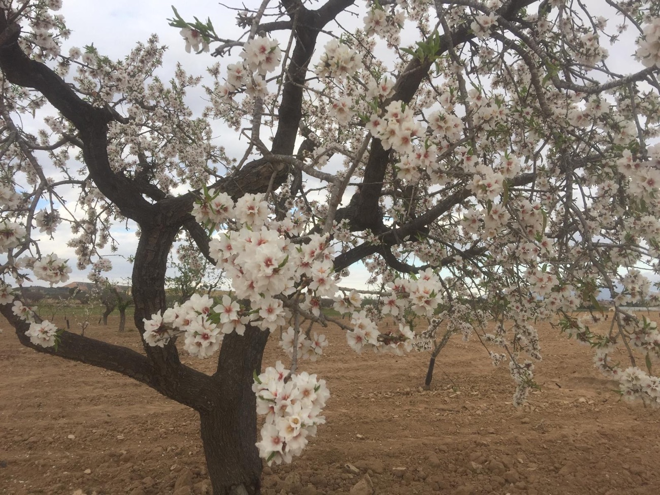 Spring Flowers