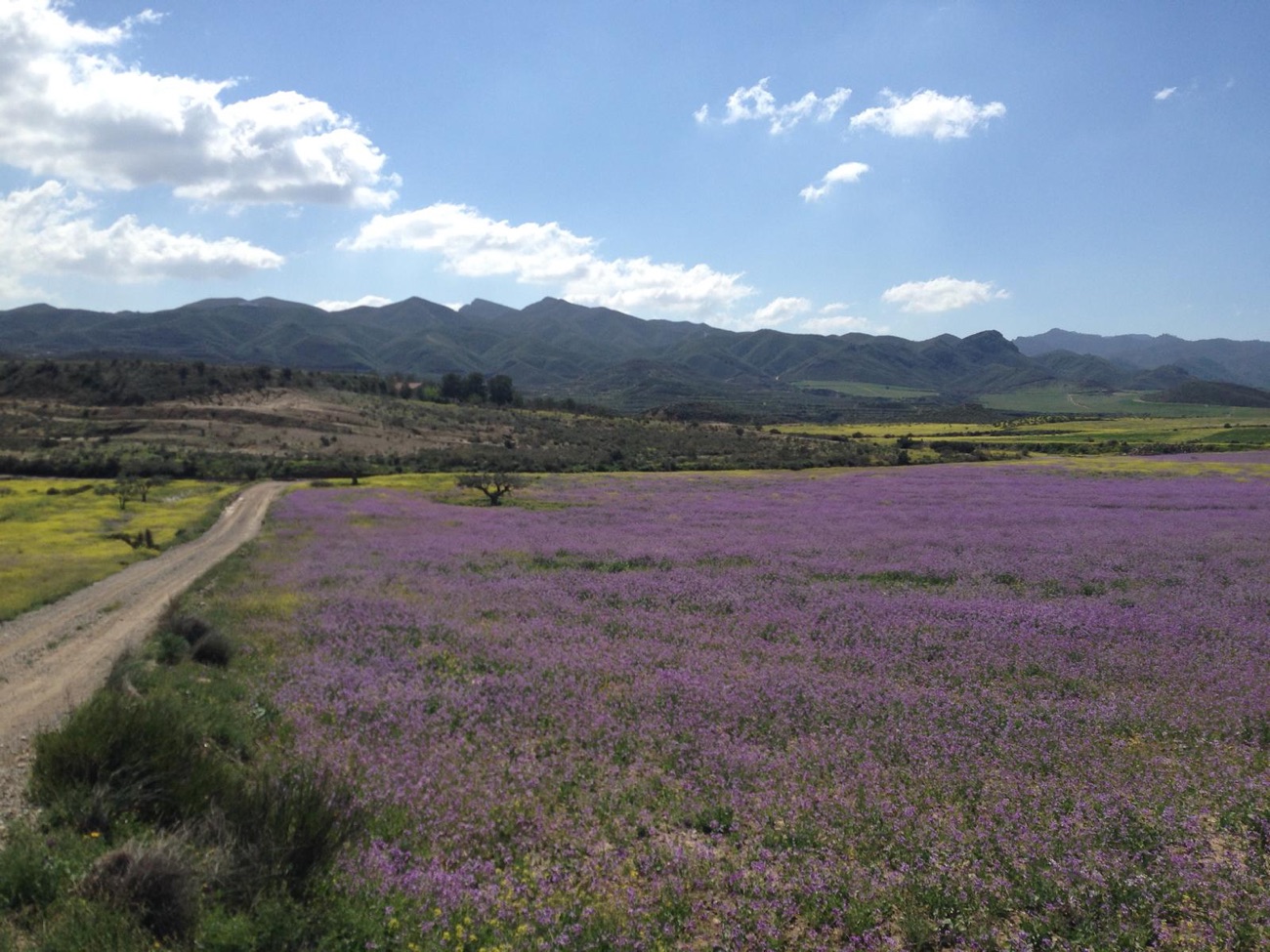 Spring Flowers