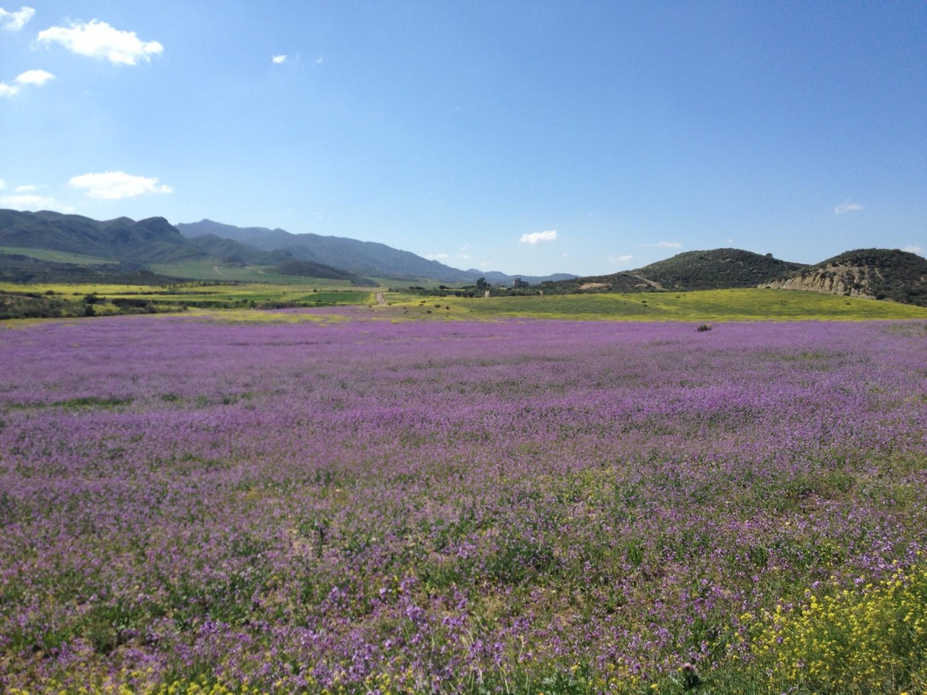 Spring Flowers