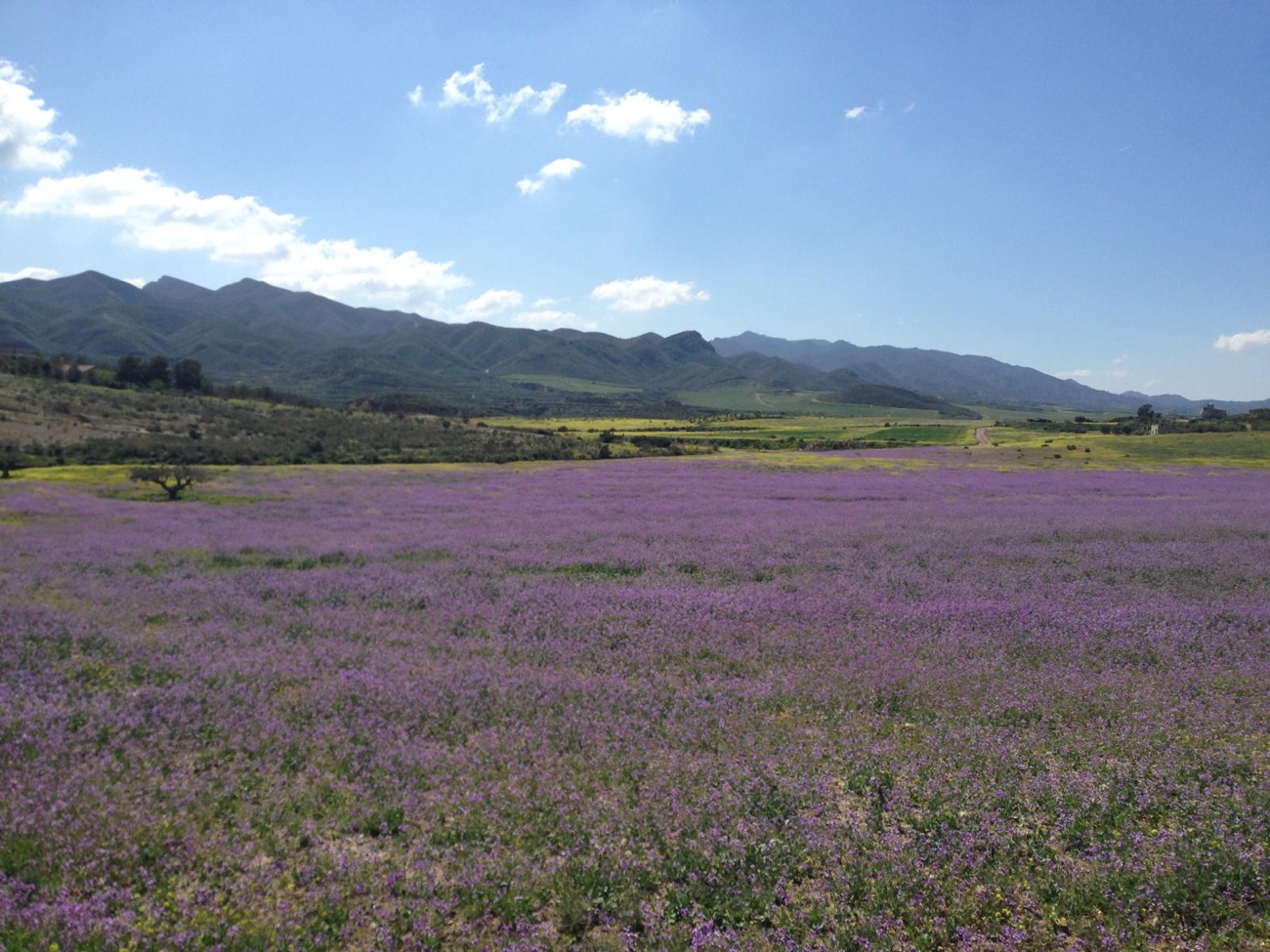 Spring Flowers