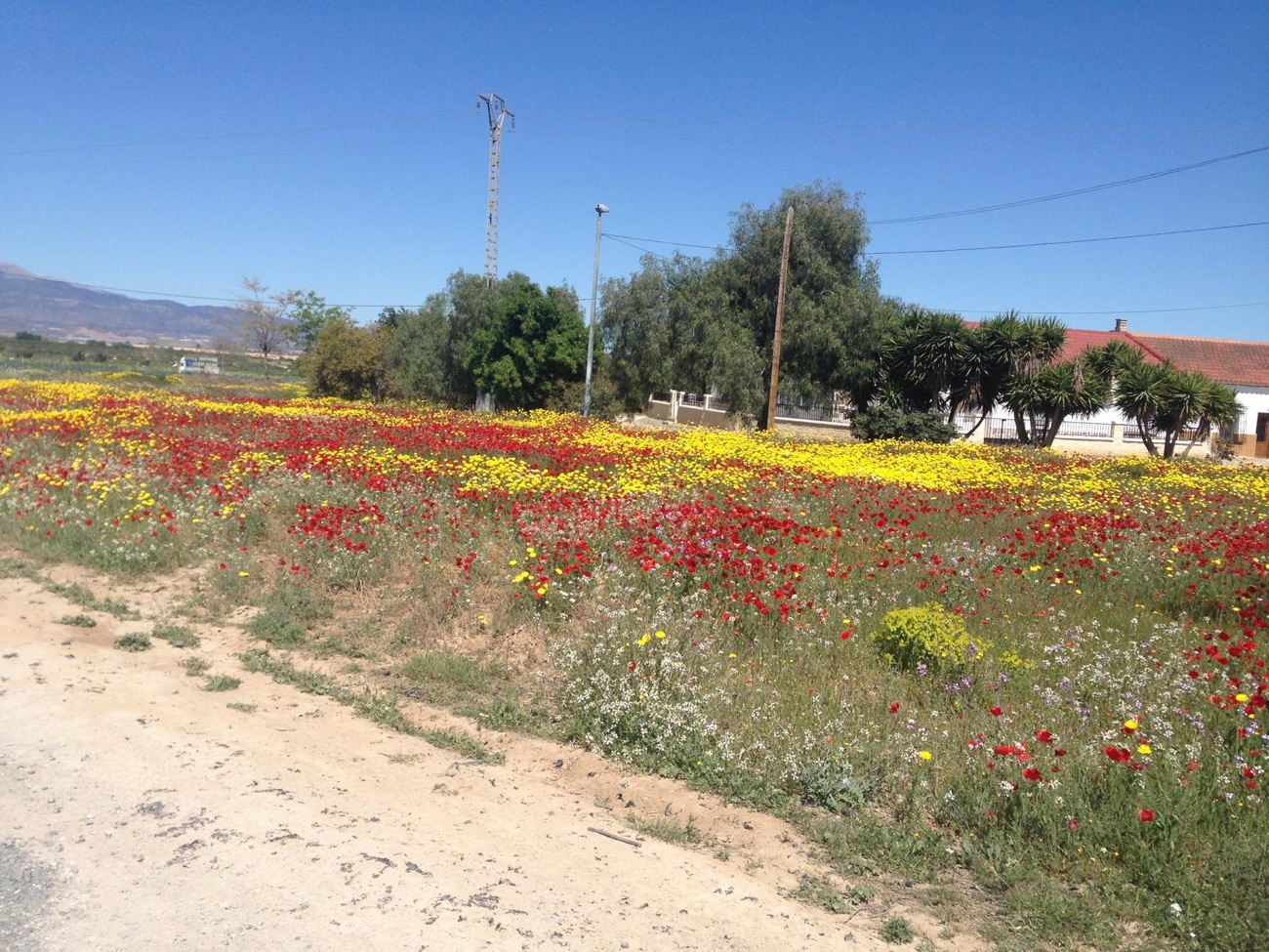 Spring Flowers
