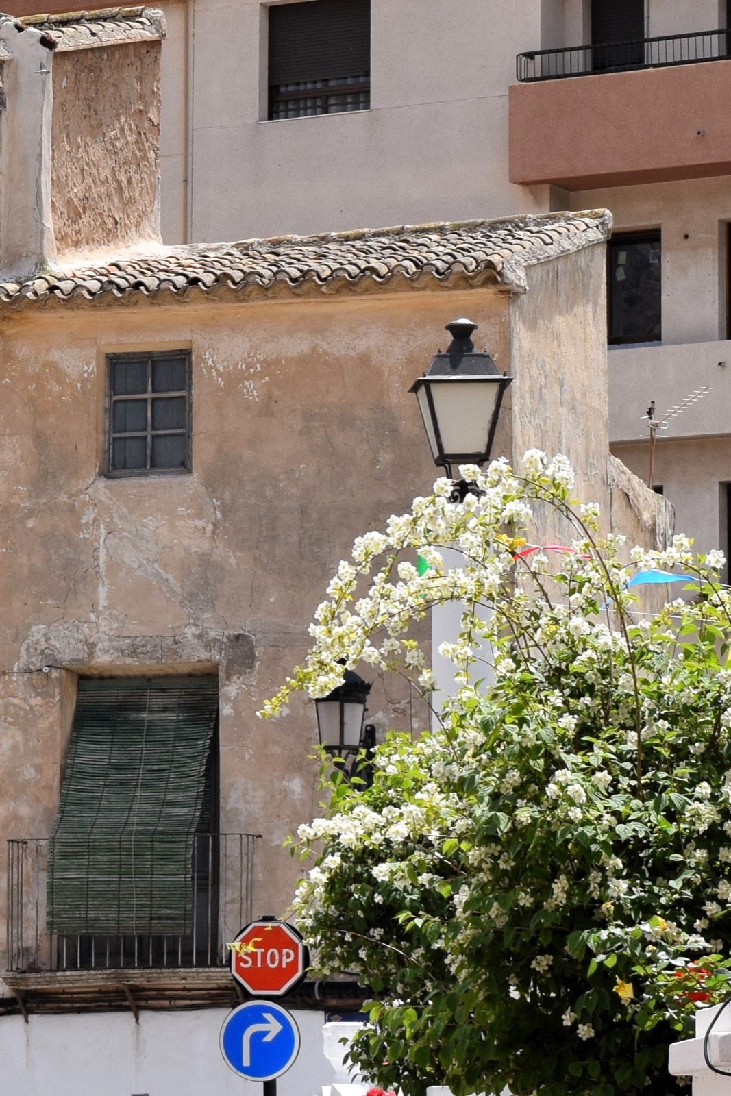 A blossom-filled corner in Alhama de Murcia