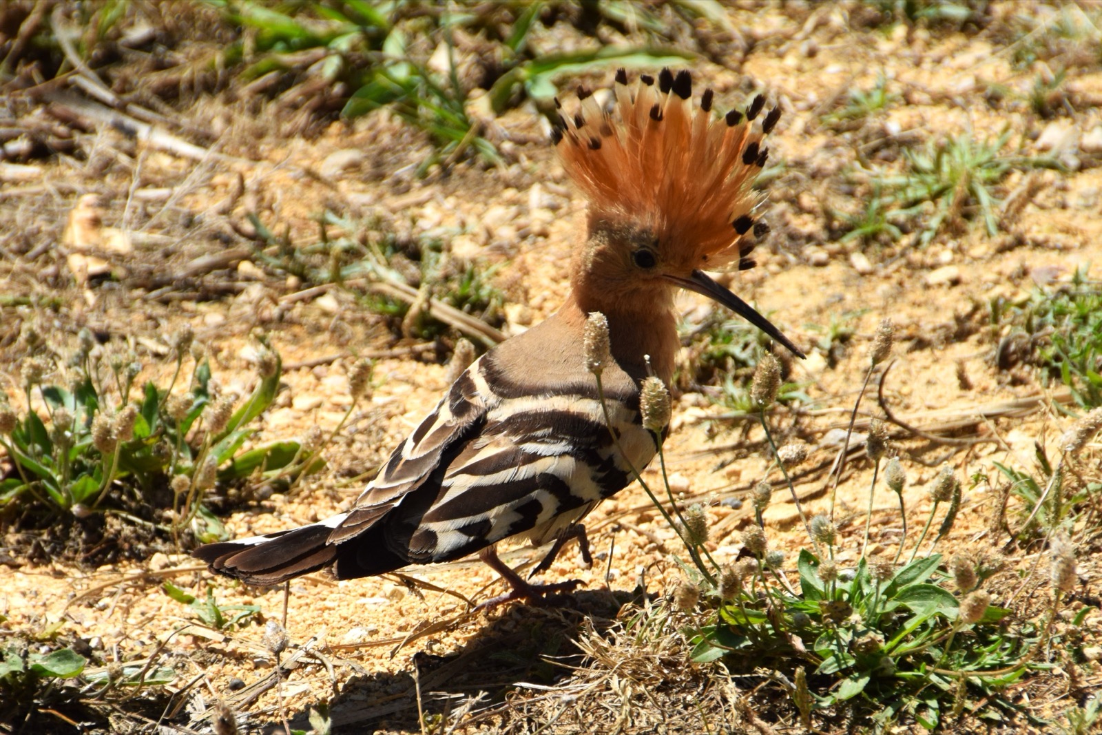 Hoopoe, a bird photographed around Camposol
