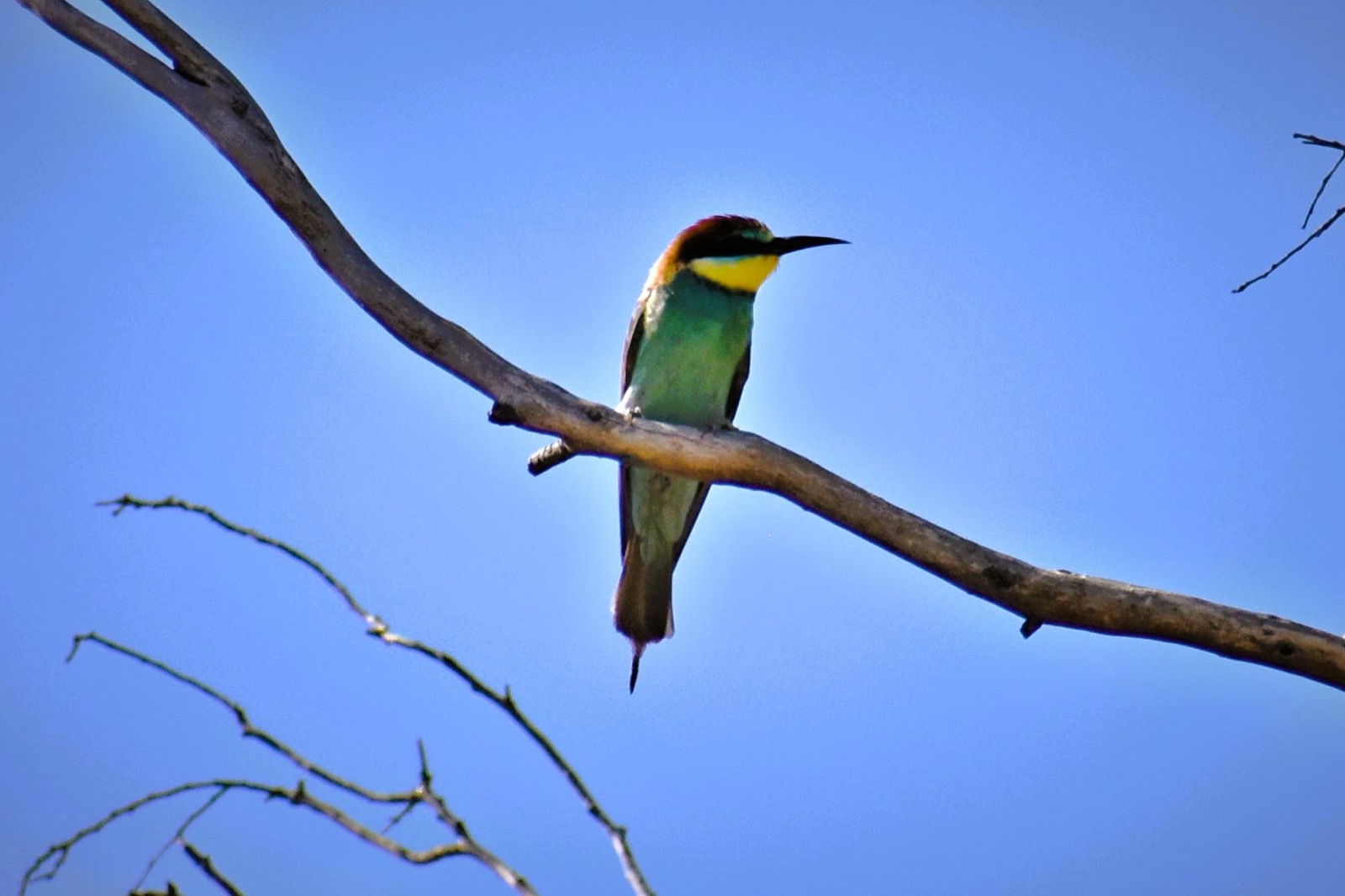 European bee-eater, a bird photographed around Camposol