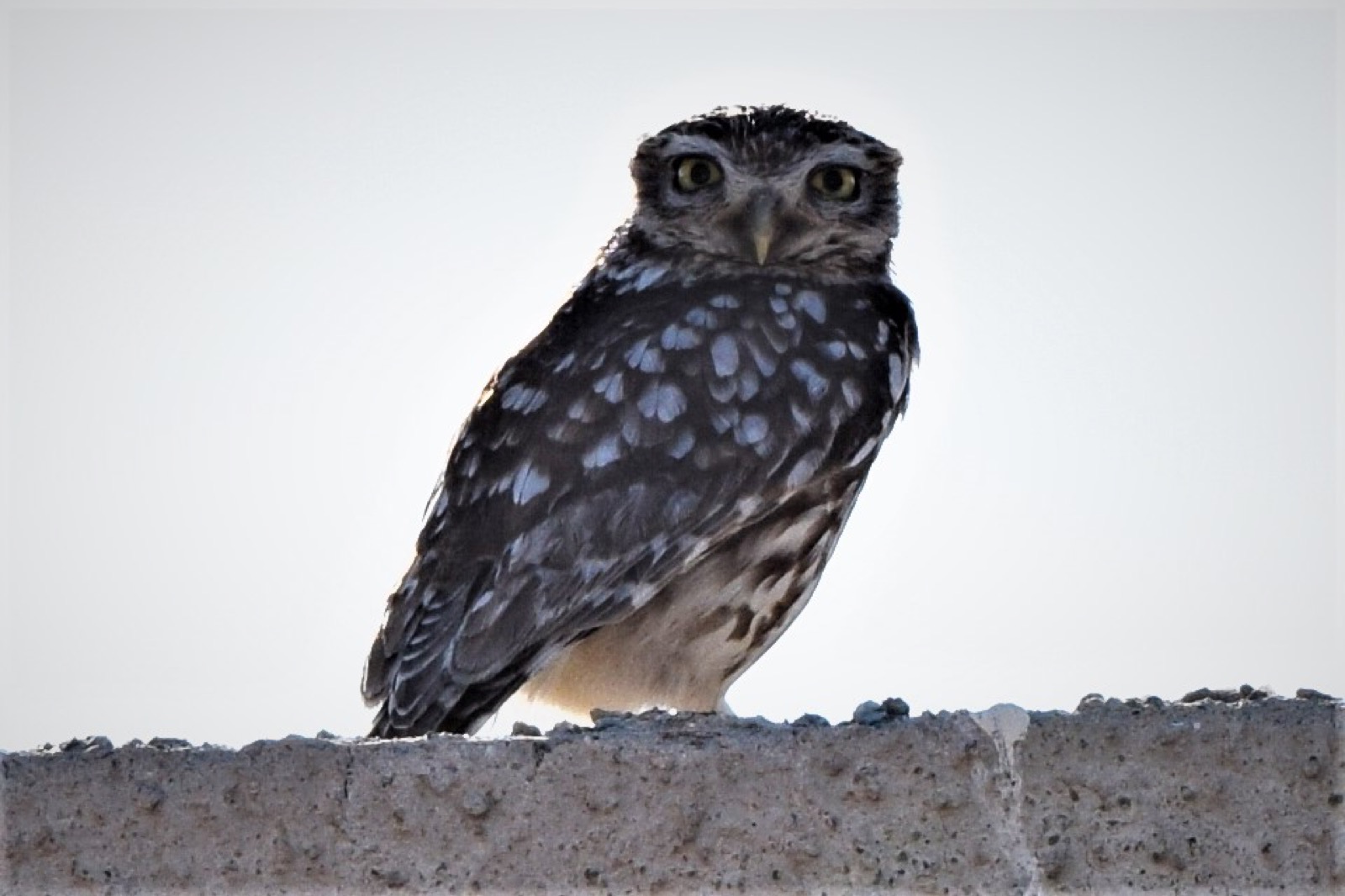 Little owl, a bird photographed around Camposol