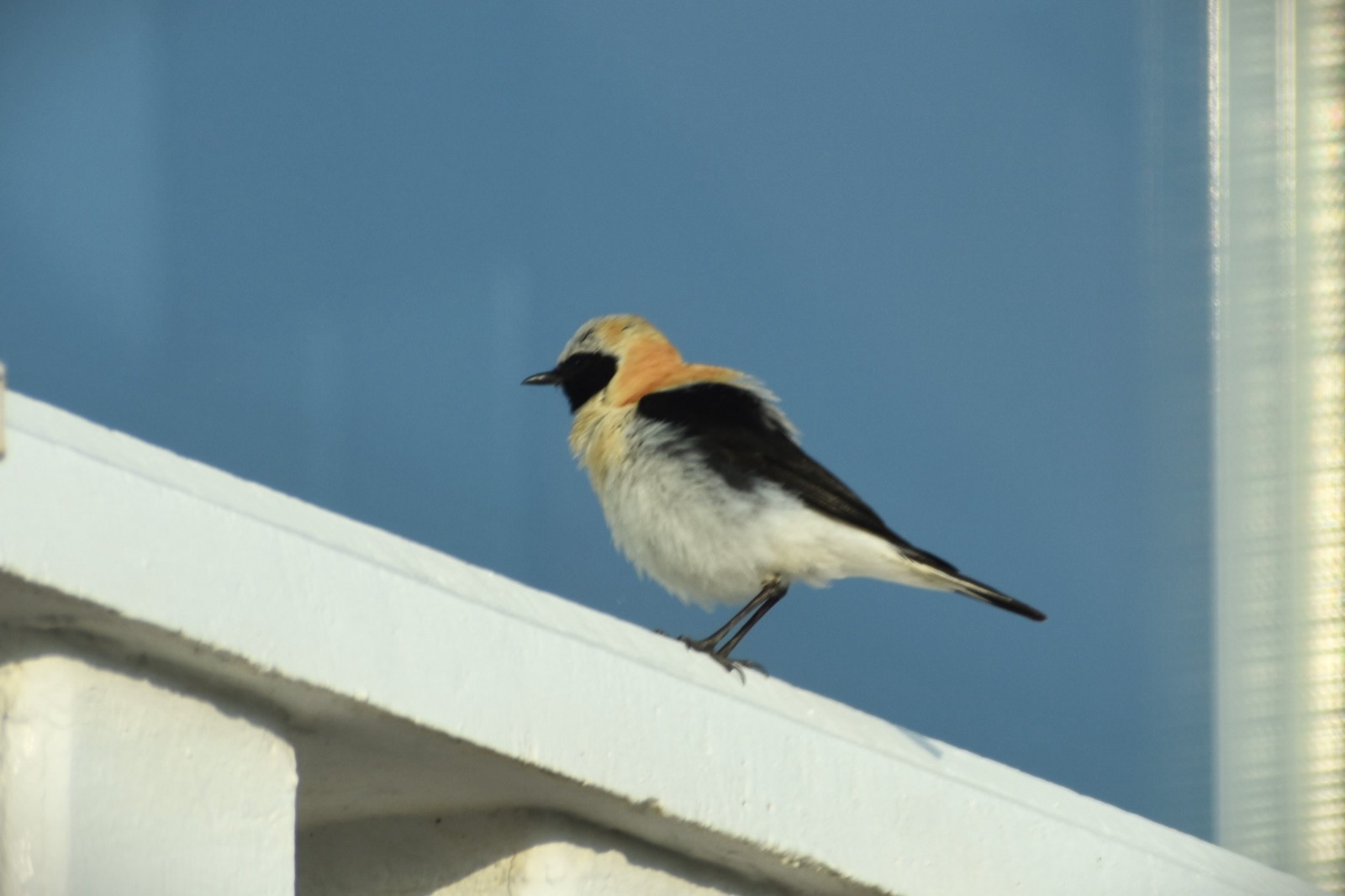 Western black-eared wheatear (male), a bird photographed around Camposol