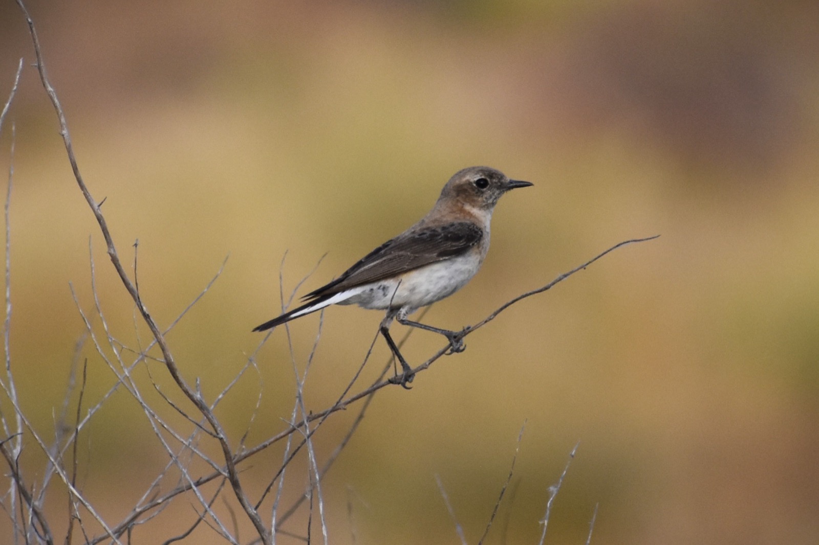 Western black-eared wheatear (female), a bird photographed around Camposol