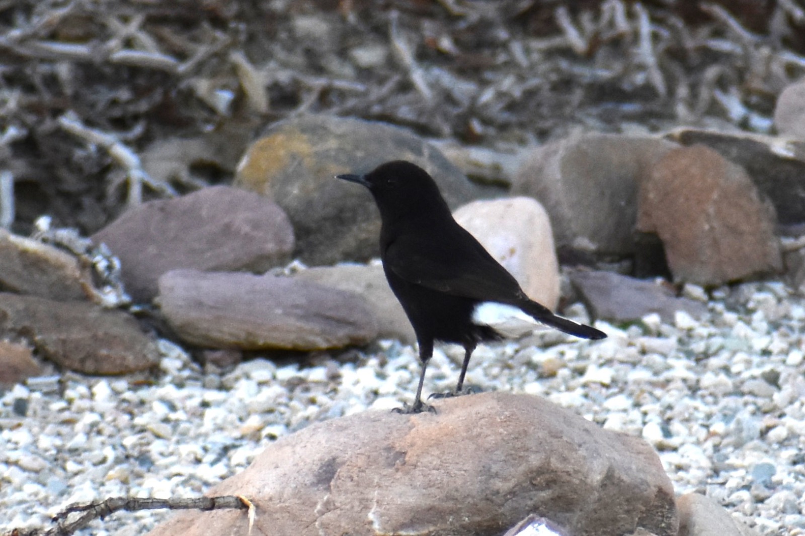 Black wheatear, a bird photographed around Camposol