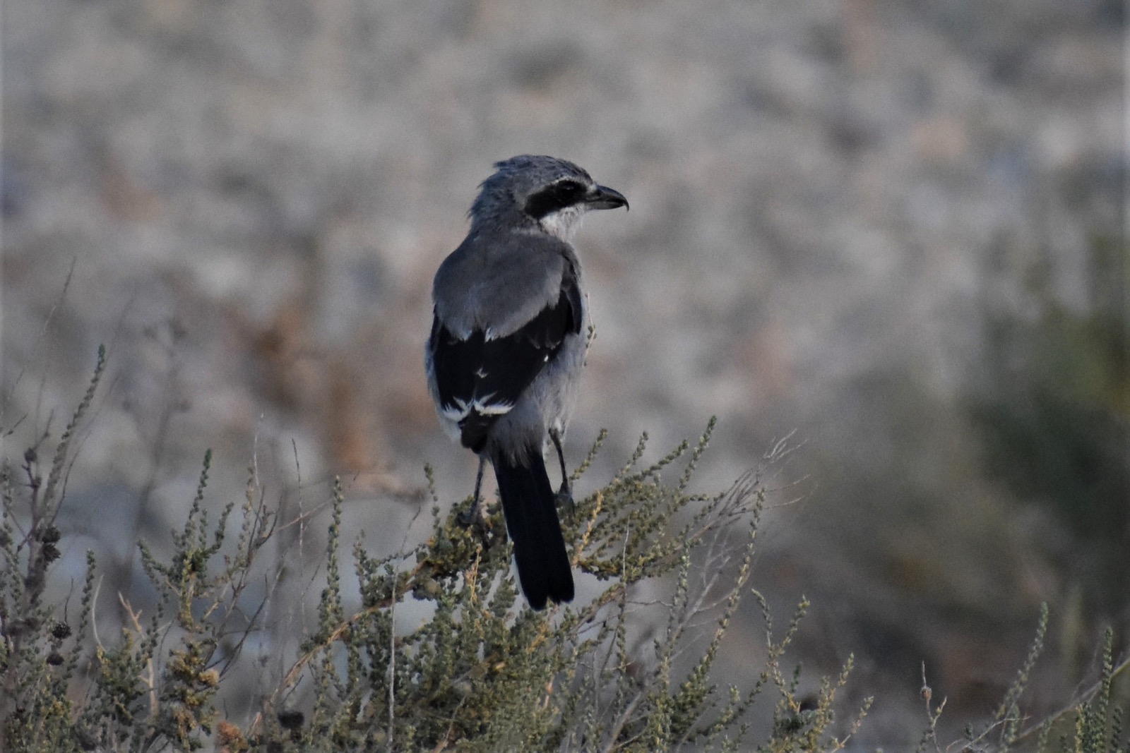 Southern grey shrike, a bird photographed around Camposol