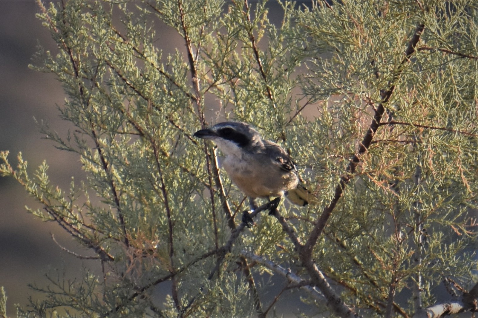 Southern grey shrike, a bird photographed around Camposol