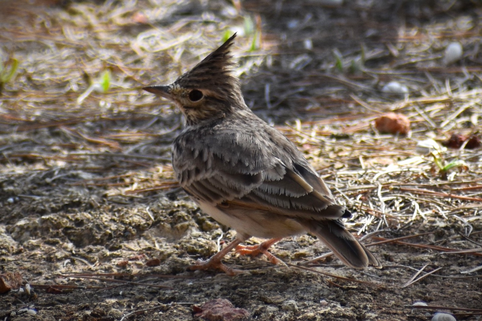 Crested lark, a bird photographed around Camposol