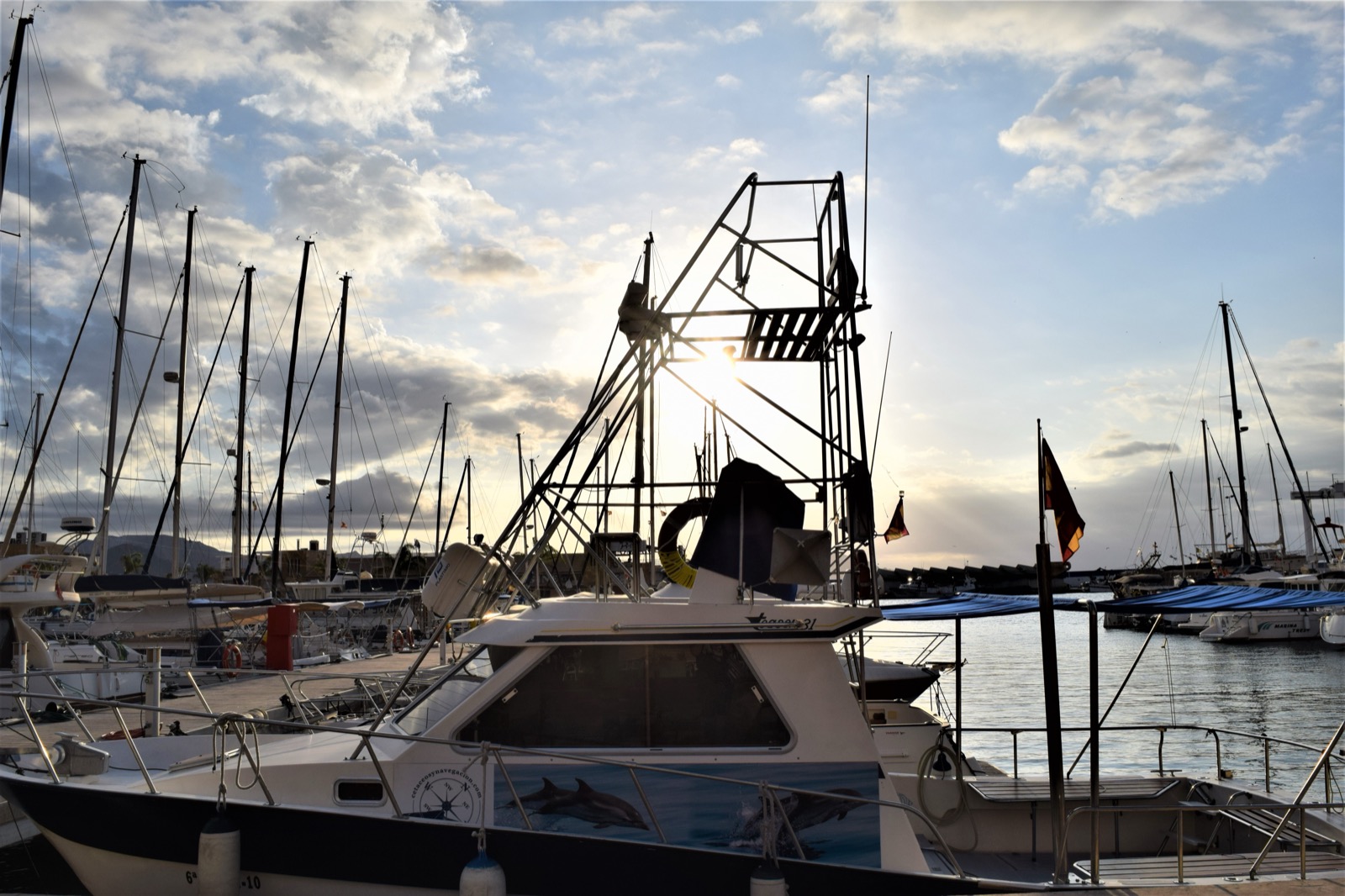 Dolphin watching boat trip, Murcia coast