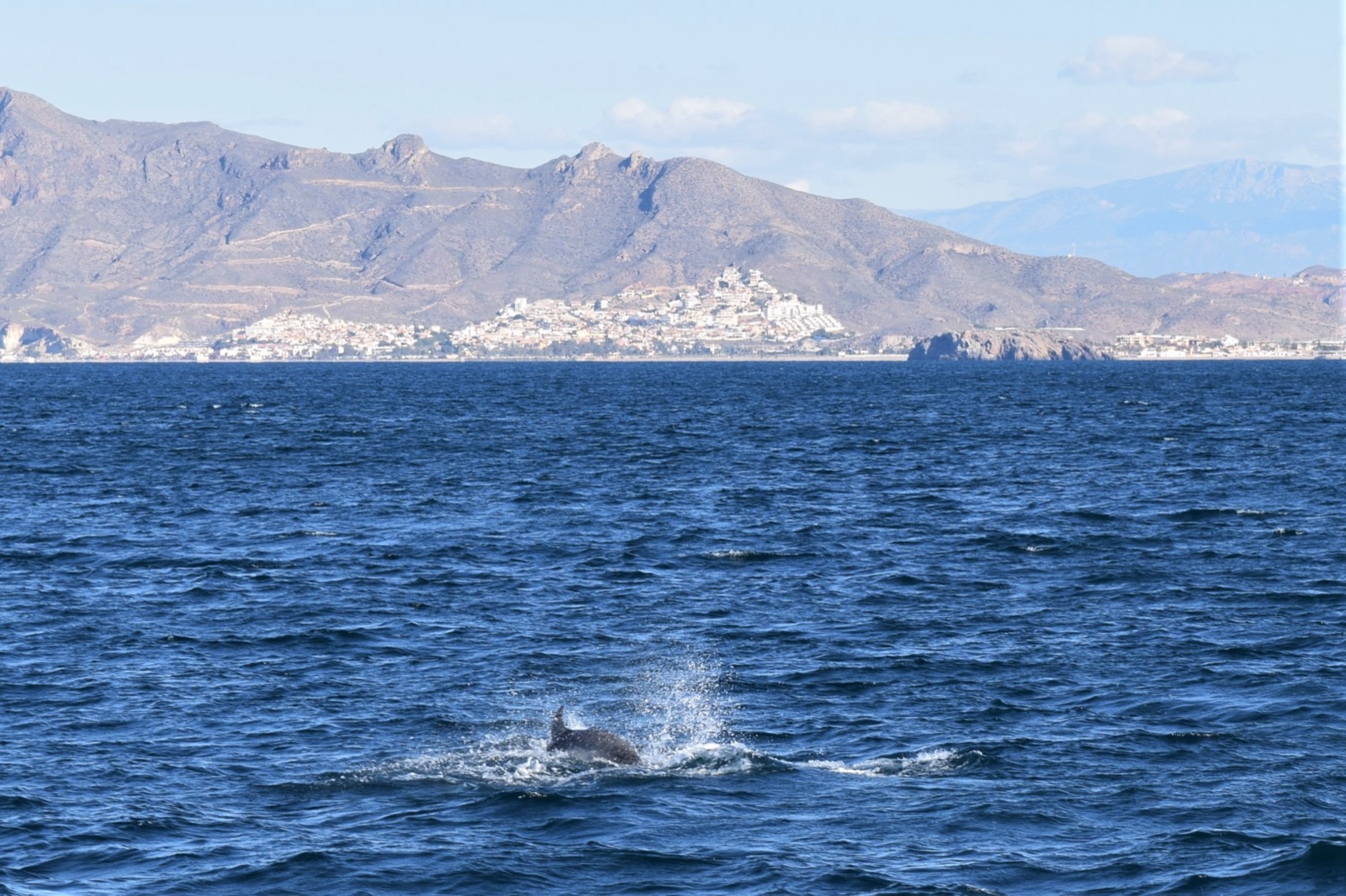 Dolphin watching boat trip, Murcia coast