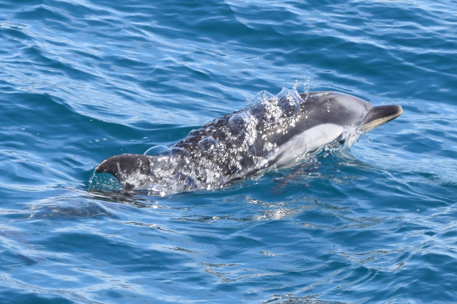 Dolphin watching boat trip, Murcia coast