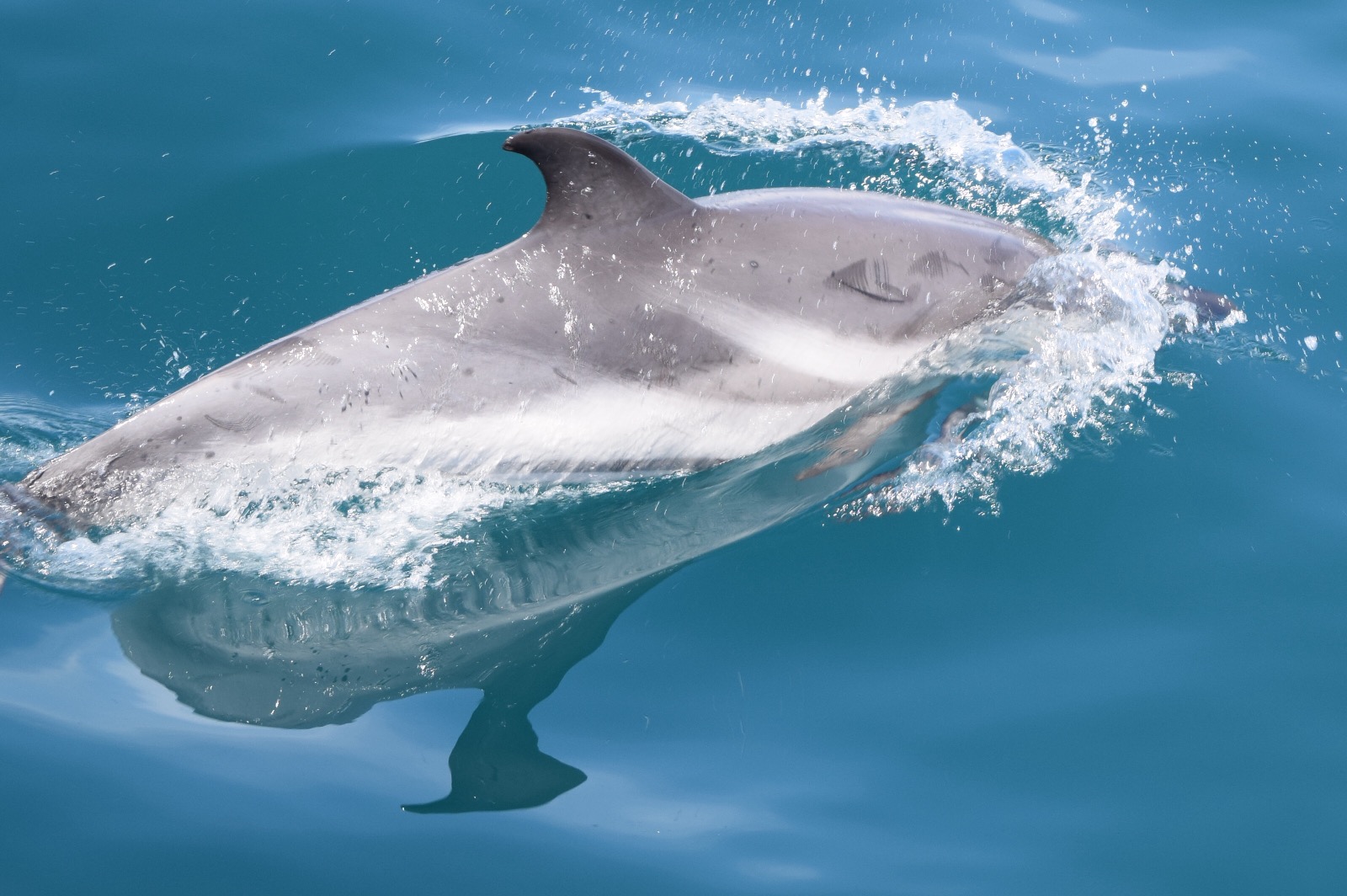 Dolphin watching boat trip, Murcia coast
