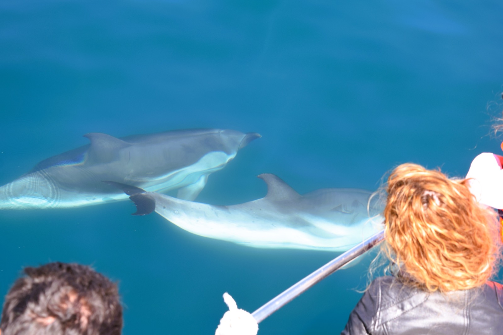 Dolphin watching boat trip, Murcia coast