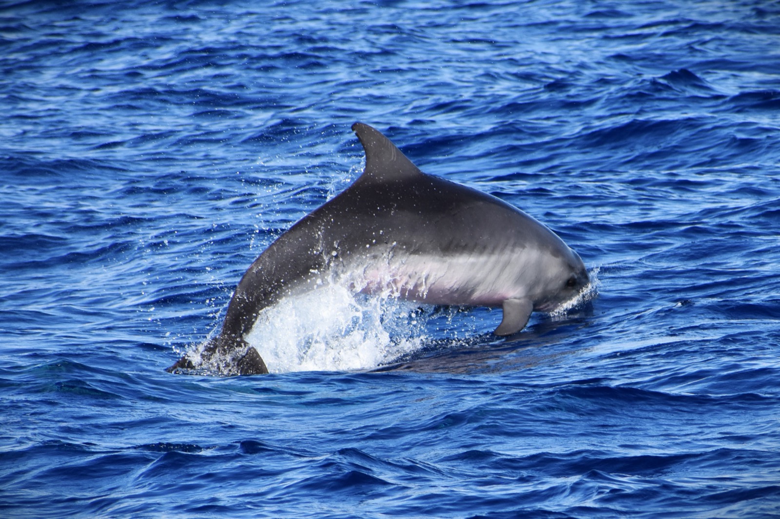 Dolphin watching boat trip, Murcia coast