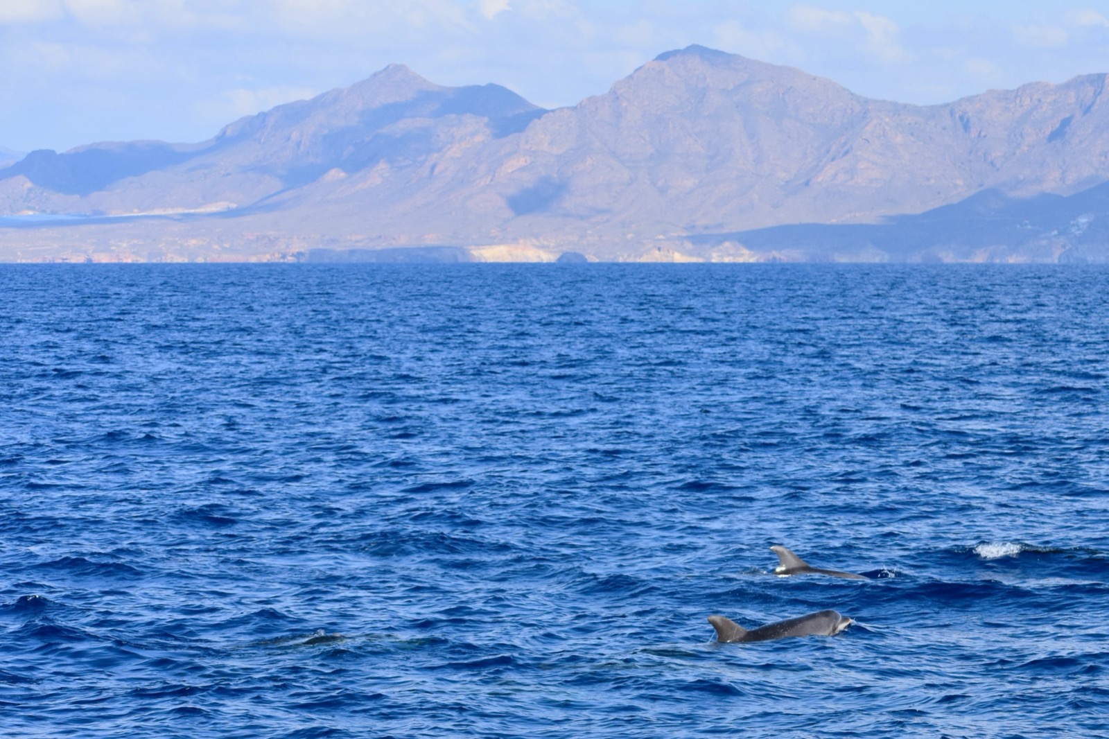Dolphin watching boat trip, Murcia coast