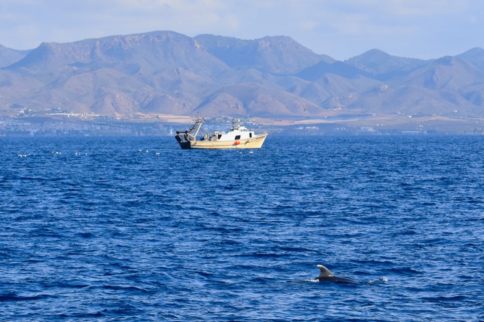 Dolphin watching boat trip, Murcia coast