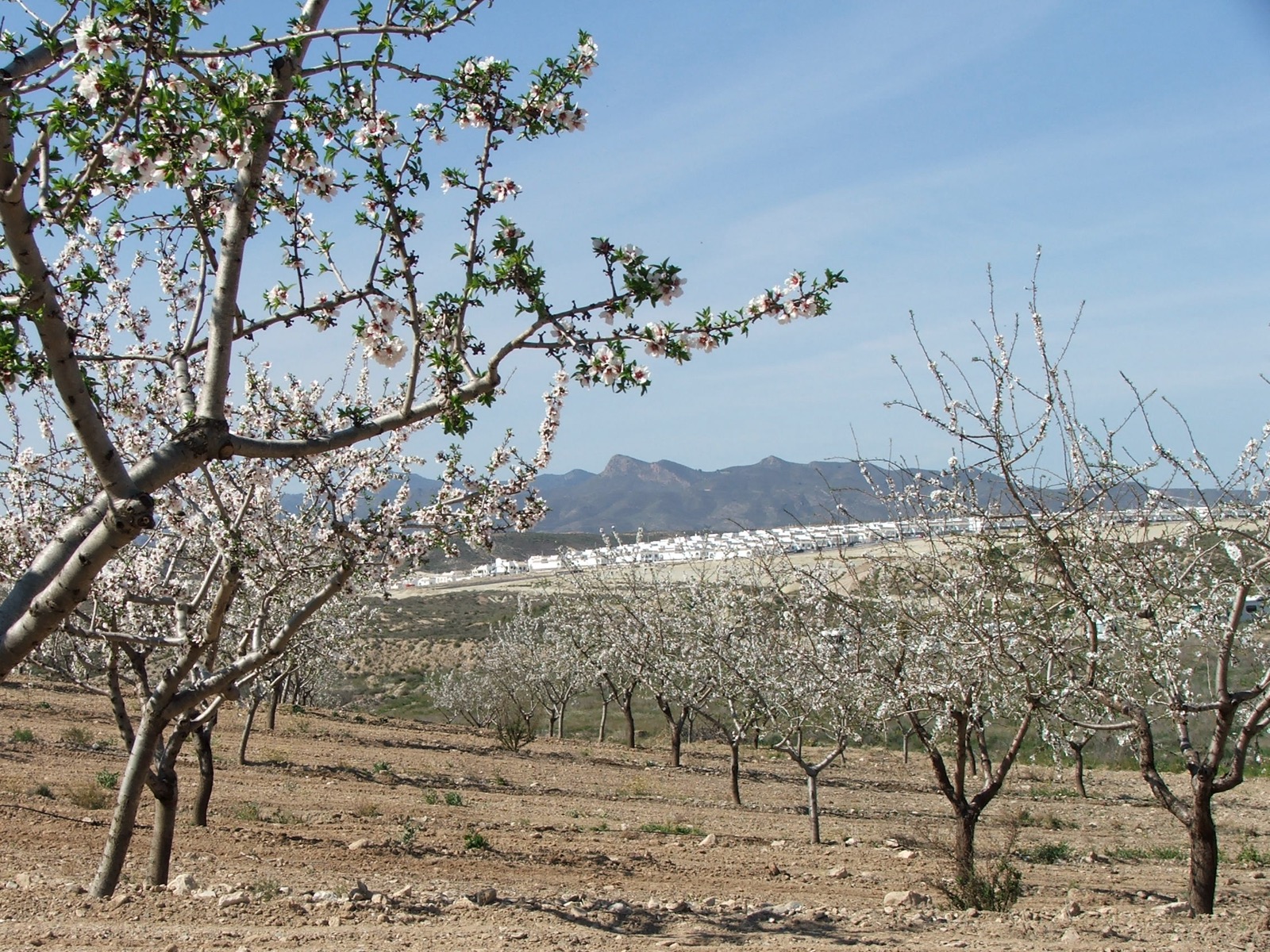 Almond blossom over Camposol D sector, March 2006