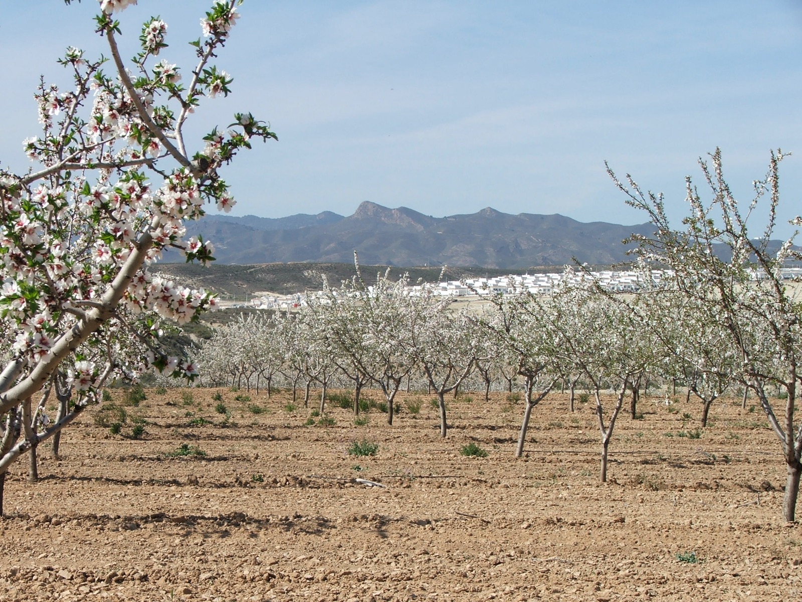 Almond orchard in blossom, Camposol D sector, March 2006