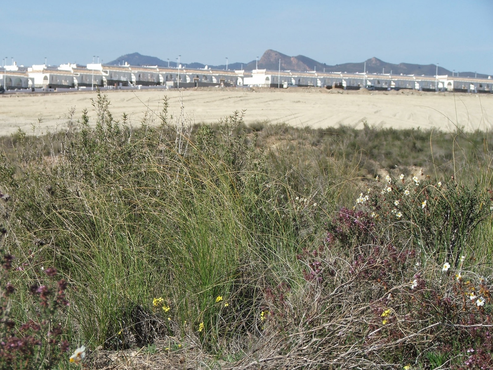 Esparto grass with Camposol D sector behind, March 2006
