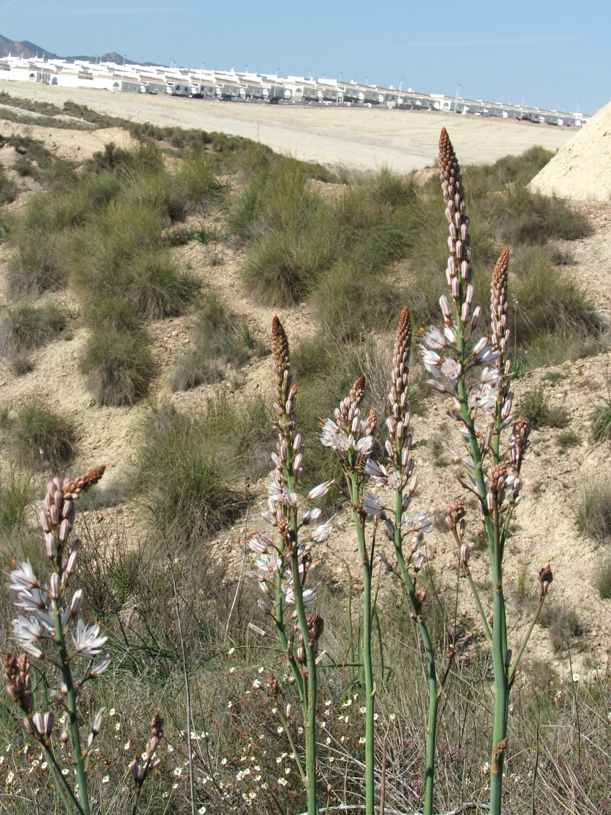 Asphodelus in flower, Camposol D sector, March 2006