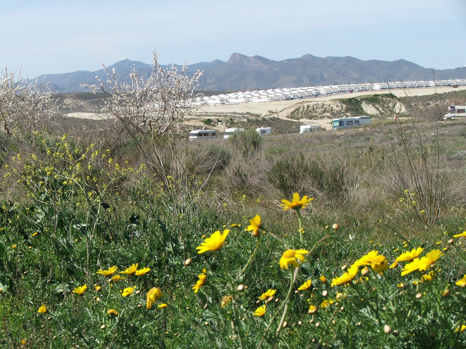 Corn marigolds with Camposol D sector behind, March 2006