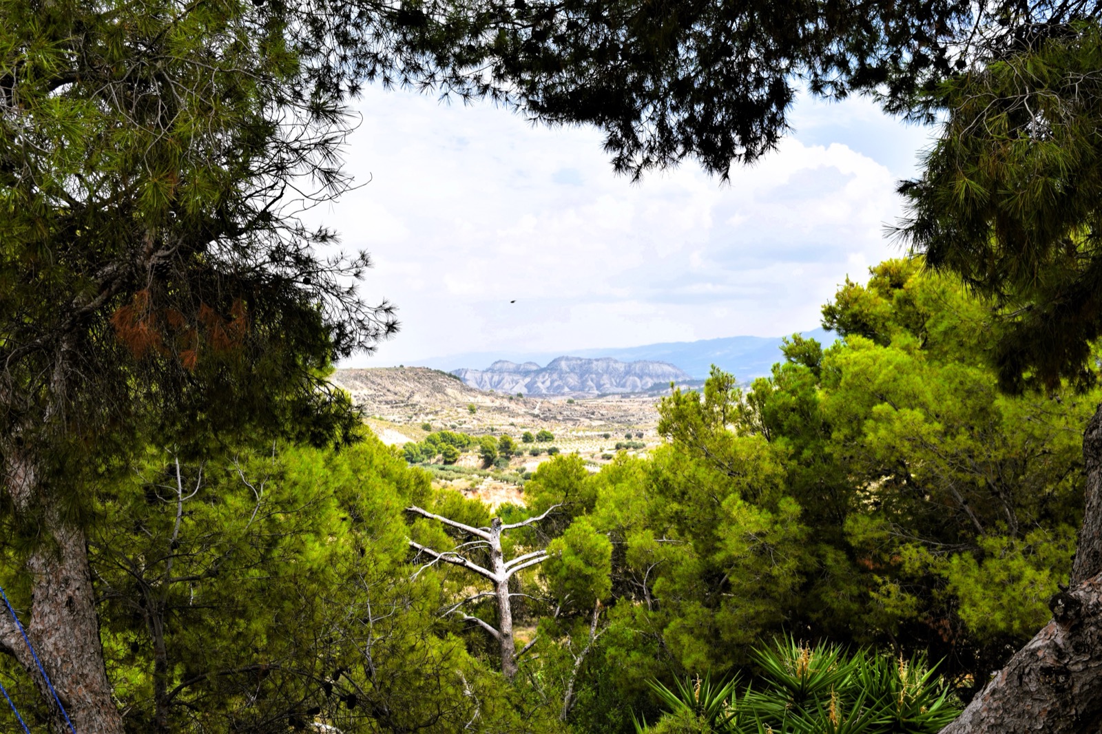 The Barrancos de Gebas badlands near Sierra Espuña, framed by pine trees