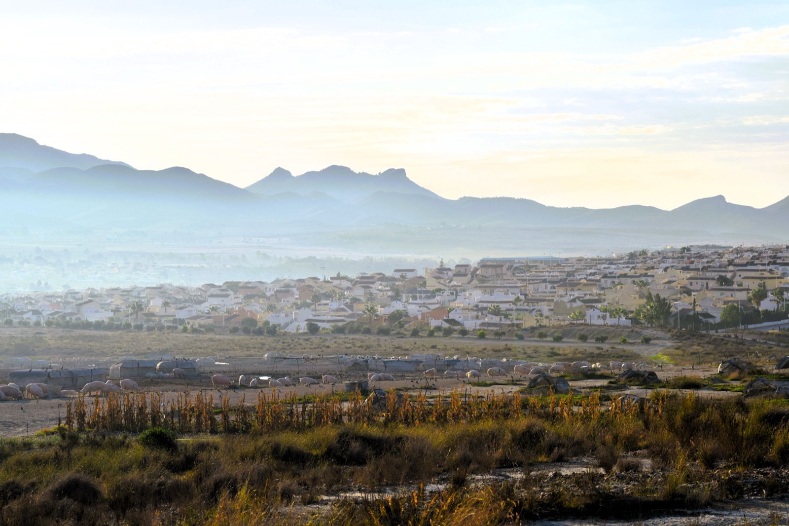 The Lower C sector of Camposol spreading across the plain