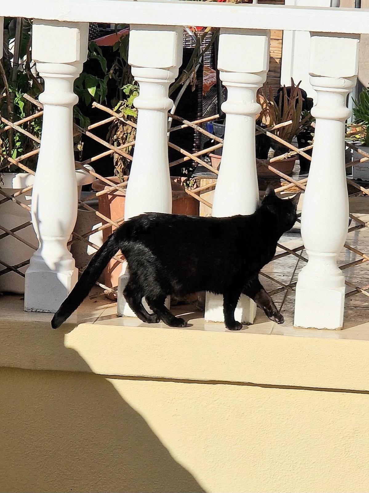 Mimmi, a black cat, home safe