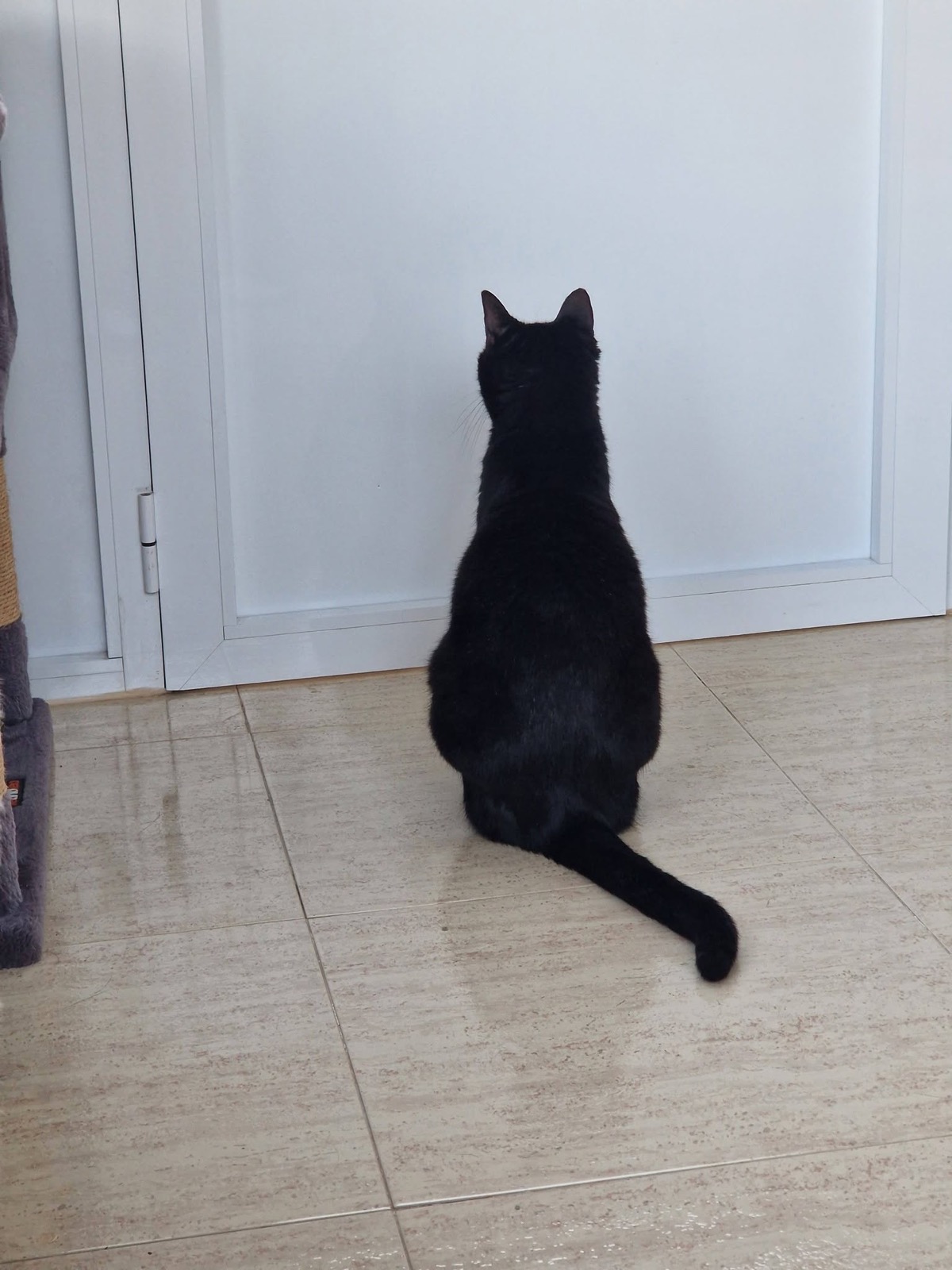 Mimmi, a black cat, home safe