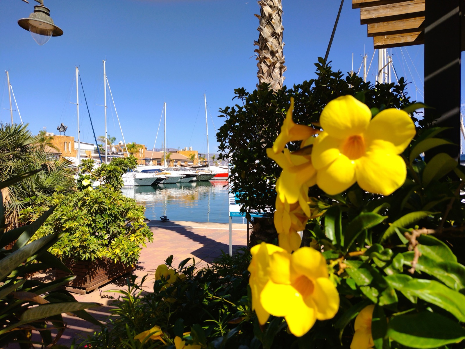 The Puerto de Mazarron marina seen through flowers