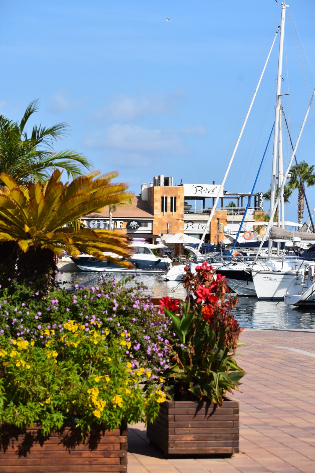 Flowers along the Puerto de Mazarron marina promenade
