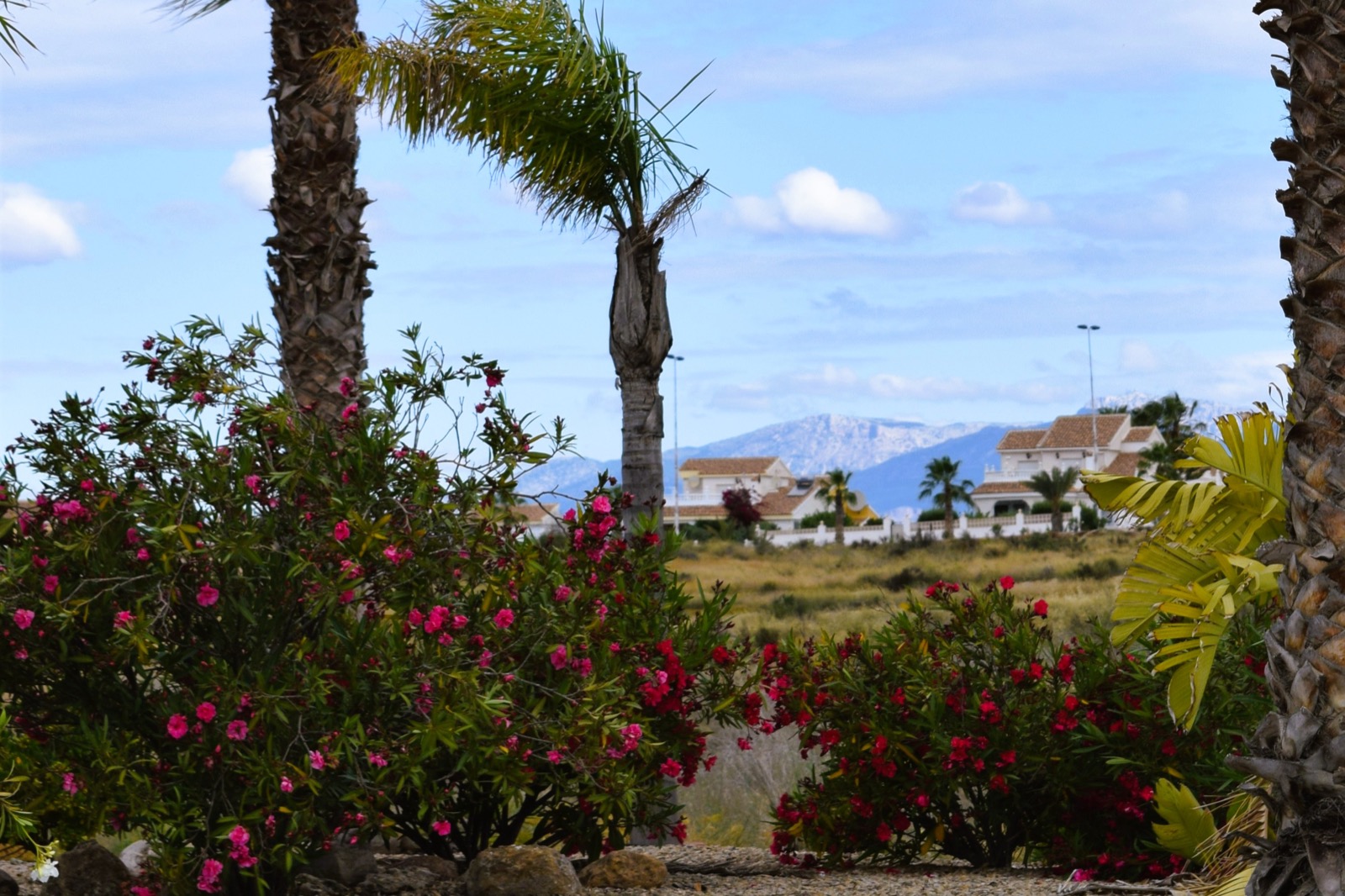Sector B in bloom with flowers and palms, Camposol