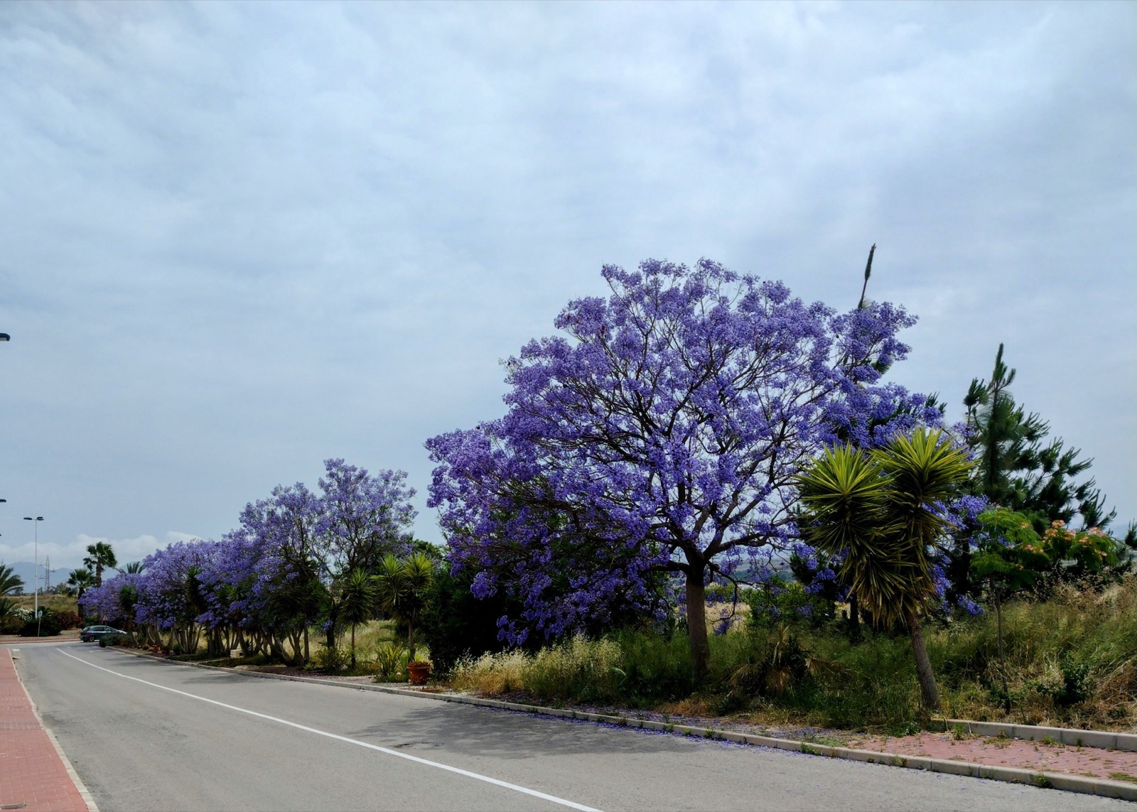 Jacaranda trees in bloom along a Sector B road, Camposol